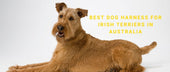 Best Dog Harness for Irish Terriers in Australia