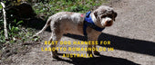 Best Dog Harness for Lagotto Romagnolos in Australia