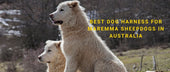 Best Dog Harness for Maremma Sheepdogs in Australia