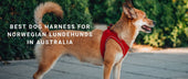 Best Dog Harness for Norwegian Lundehunds in Australia : Flexible Gear for an Agile, Unique-Anatomy Breed