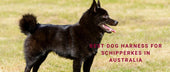 Best Dog Harness for Schipperkes