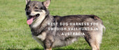 Best Dog Harness for Swedish Vallhunds in Australia