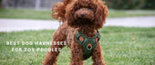 Best Dog Harnesses for Toy Poodles