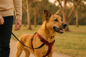 Dog harness training walk
