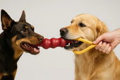 Dogs playing tug toy
