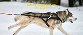 Best Harness for Huskies
