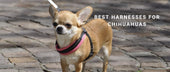 Best Harnesses for Chihuahuas: Lightweight Comfort for Tiny Frames