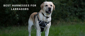 Best Harnesses for Labradors