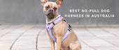 Best No-Pull Dog Harness in Australia