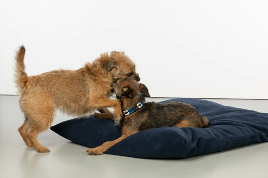 Best Orthopedic Dog Beds for Senior Dogs