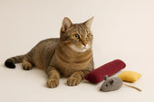 Cat with plush toys