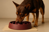 Dog eating slow feeder