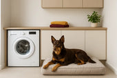 Kelpie on washable dog bed