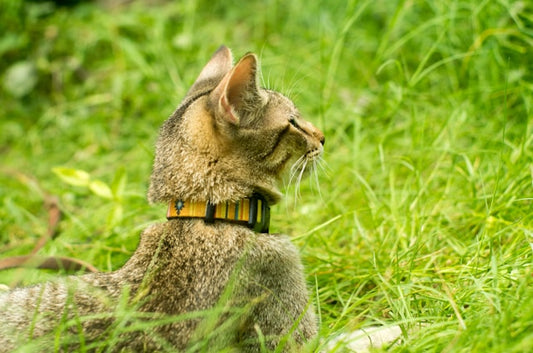 Is It Illegal to Not Microchip Your Cat