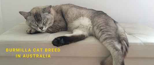Burmilla Cats in Australia