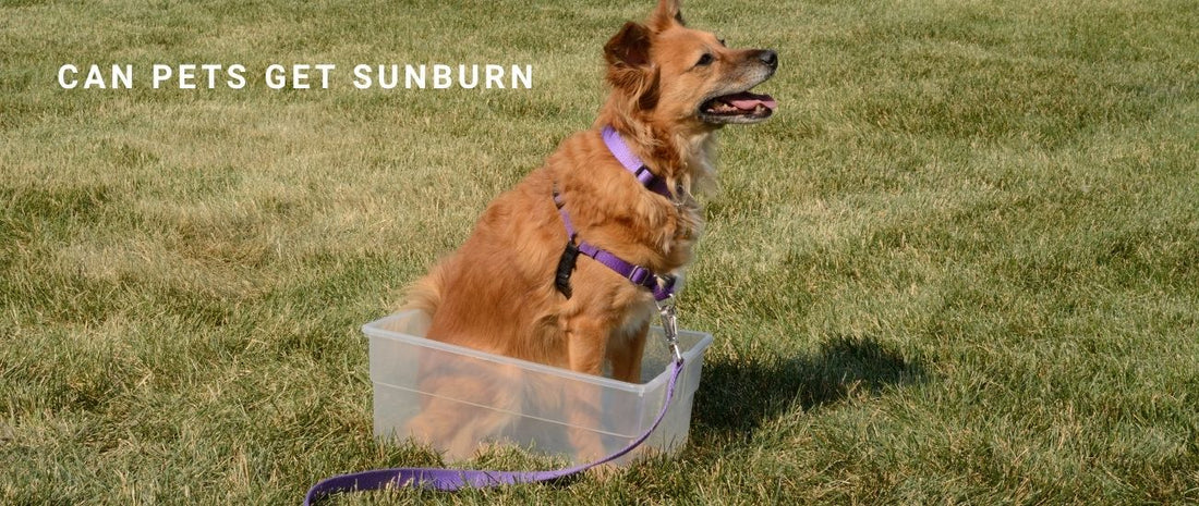 Can Pets Get Sunburn