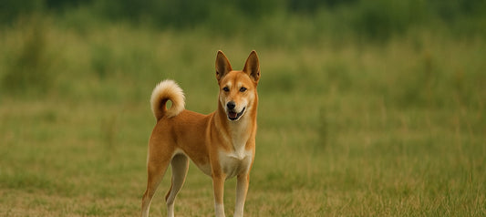 Canaan Dogs in Australia: Are These Ancient Guardians the Right Fit for Modern Families?