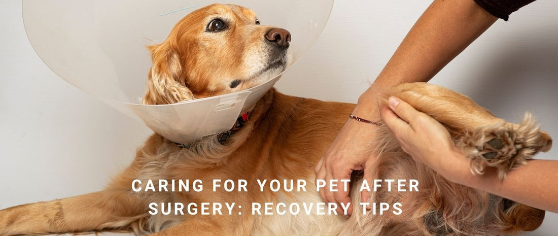 Caring for Your Pet After Surgery