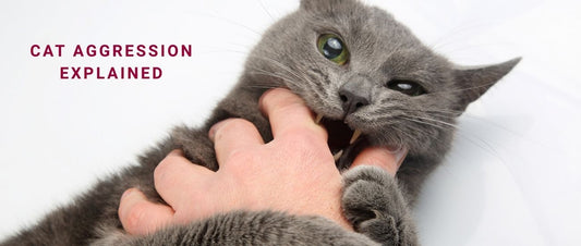 Cat Aggression Explained