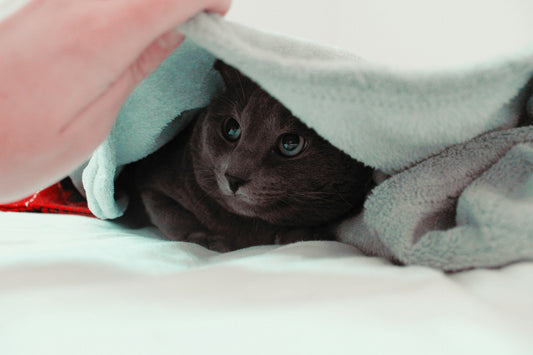 Cat covered with blanket