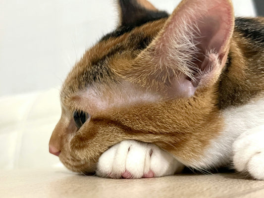 What Is Ear Tipping on Cats