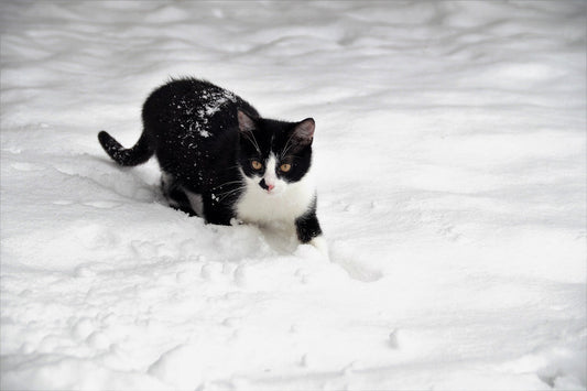 Cat in cold