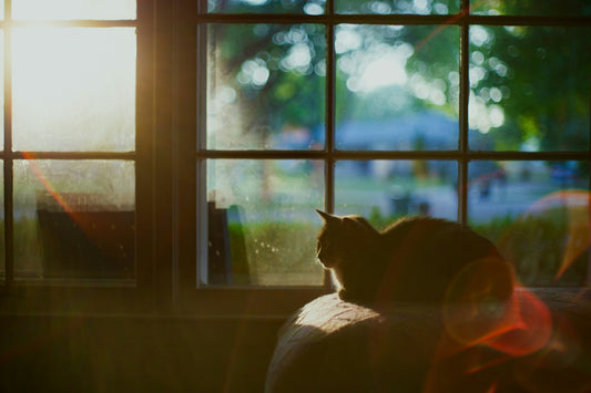 Cat in early morning