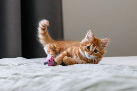 Cat playing with a toy