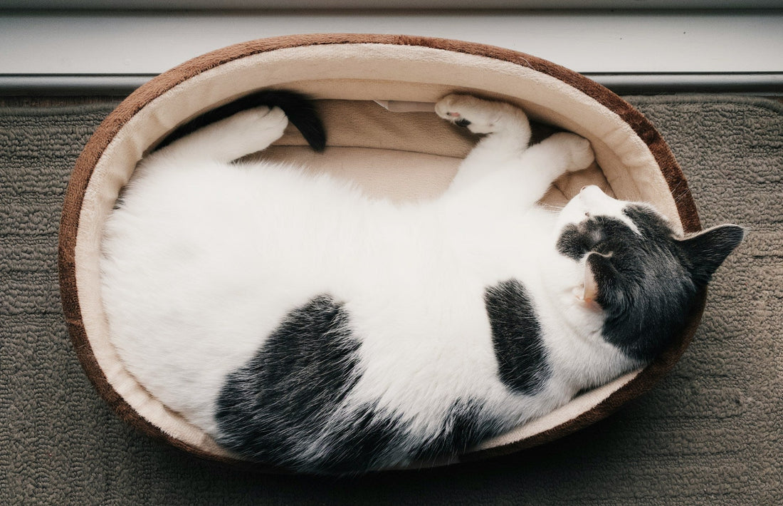 Cat round bed