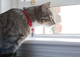 Do vets recommend cat collars?