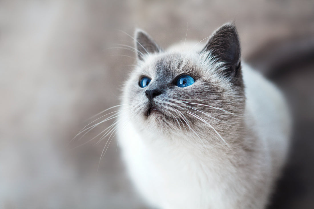 Is a Cat Harness Better Than a Collar? The Safer, Smarter Choice Explained