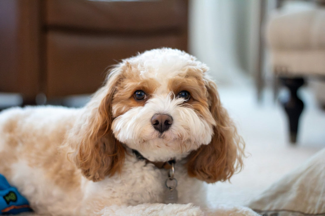 Cavoodle Breed Guide