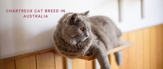 Chartreux Cats in Australia