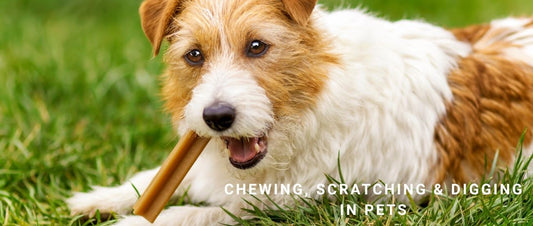 Chewing, Scratching & Digging in Pets: Behavioural Instincts and Training Redirection