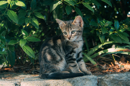 Savannah cats
