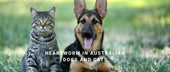 Heartworm in Australian Dogs and Cats