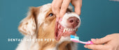 Dental Care for Pets