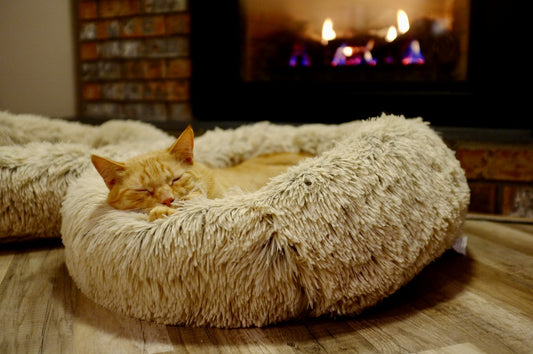 Do cats actually sleep in cat beds