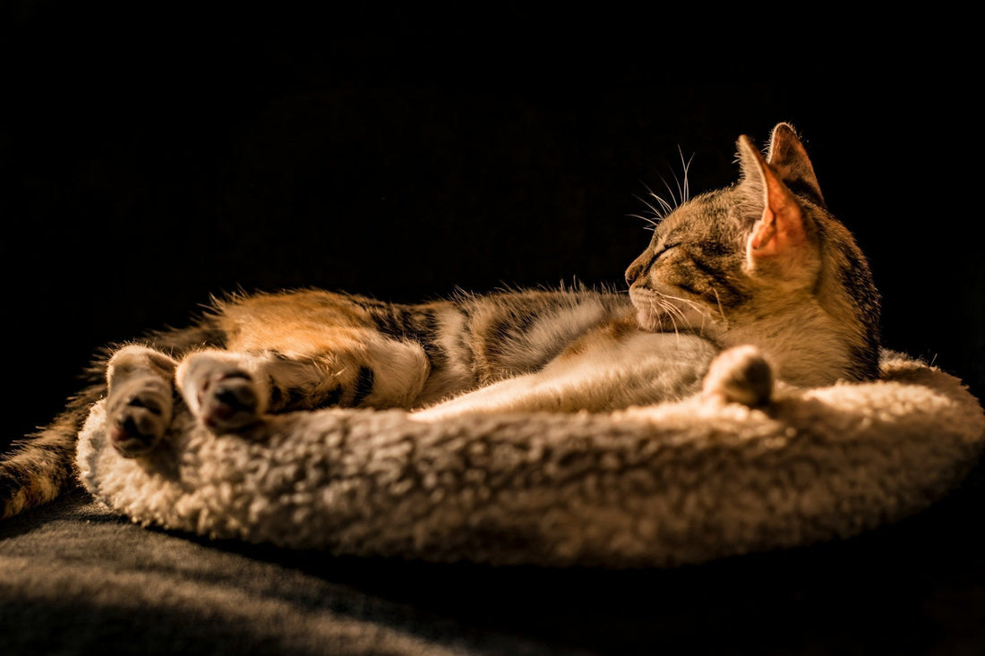 Do Cats Prefer Light or Dark Spaces