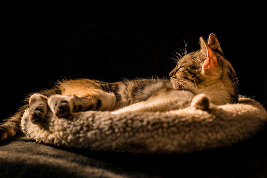 Do Cats Prefer Light or Dark Spaces