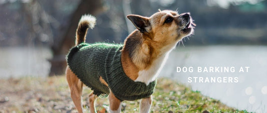 Barking at Strangers Explained