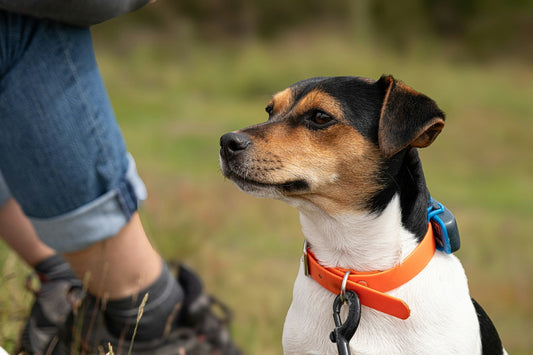 Dog collar