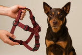 Dog harness close-up