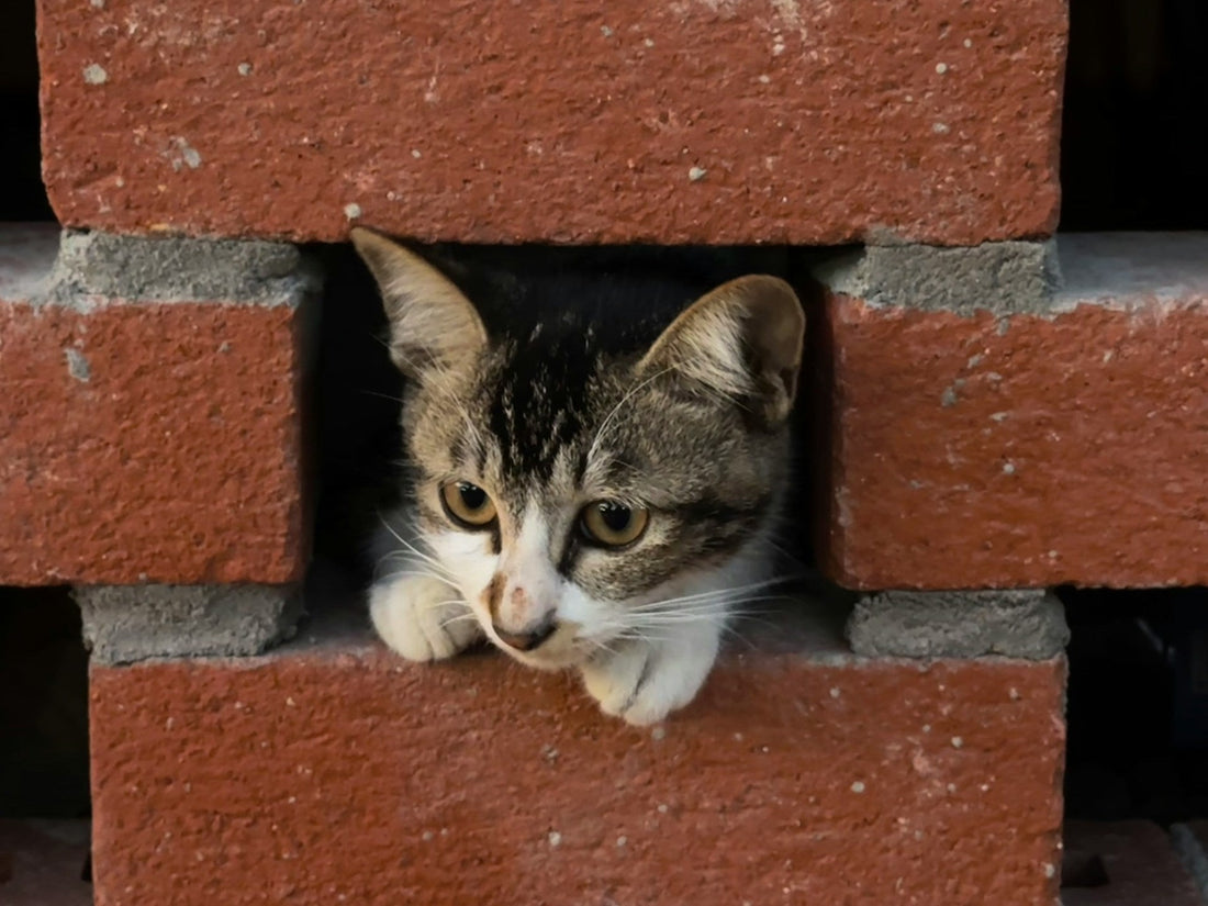 Door Hanging Scratch Pads