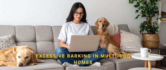 Excessive Barking in Multi-Dog Homes: Behavioural Causes and Training Solutions