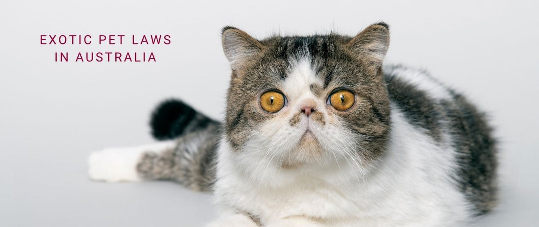 Exotic Pet Laws in Australia