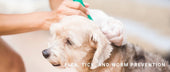 Flea, Tick, and Worm Prevention