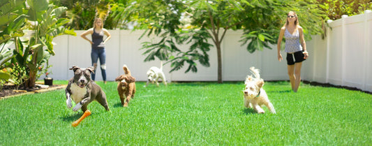 Fun Activities to Keep Your Pup Engaged