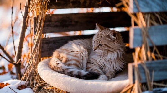 How Heated Beds Can Help Feral Cats Survive Winter