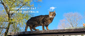 Highlander Cats in Australia: Wild Appearance, Gentle Soul